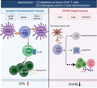 Retention of Donor T Cells in Lymphohematopoietic Tissue and Augmentation of Tissue PD-L1 Protection for Prevention of GVHD While Preserving GVL Activity